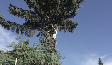 Baumpflege / Problembaumfällungen