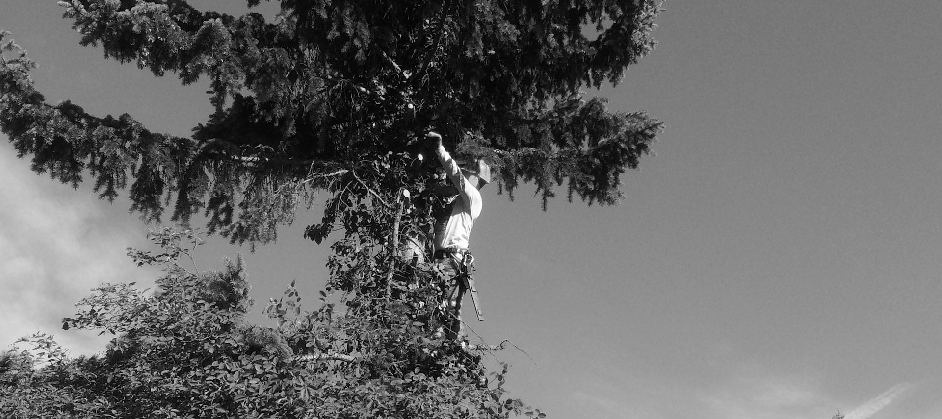 Baumpflege & Problembaumfaellungen